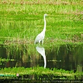 台東森林公園018.JPG