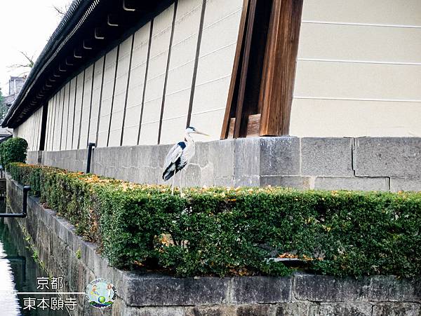 (2019年日本京阪神奈)京都東本願寺008.jpg