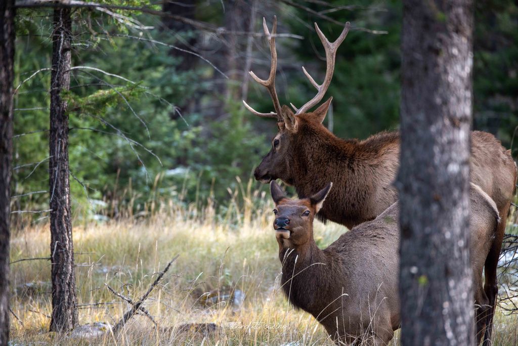 ,加拿大,Jasper Park Lodge,Beauvert Lake,Jasper國家公園,野生動物,森林,