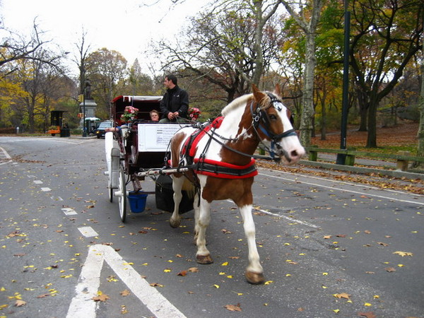 中央公園-觀光馬車