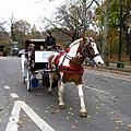 中央公園-觀光馬車