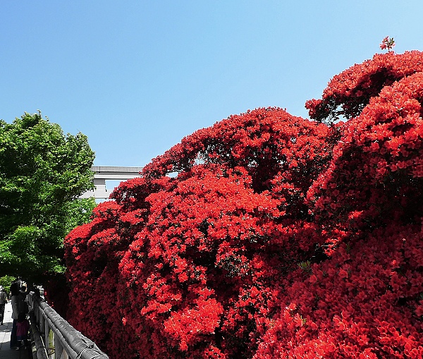 red03.jpg red03.jpg