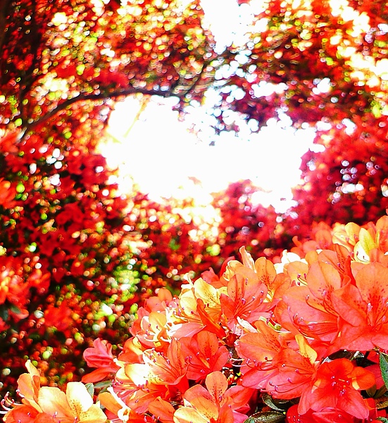 red02.jpg red02.jpg