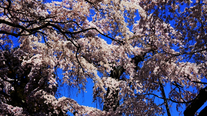 華麗緣02.jpg 華麗緣02.jpg