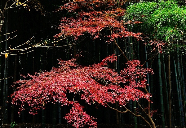 祇王寺02.jpg