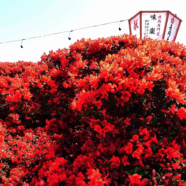 red01.jpg red01.jpg