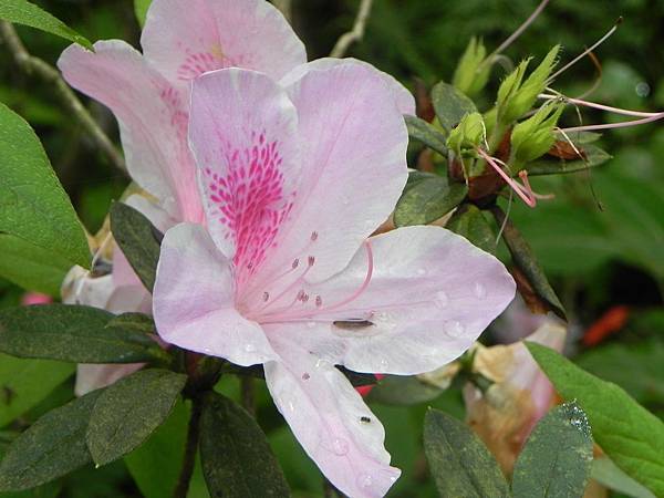 花蓮樹湖賞花029