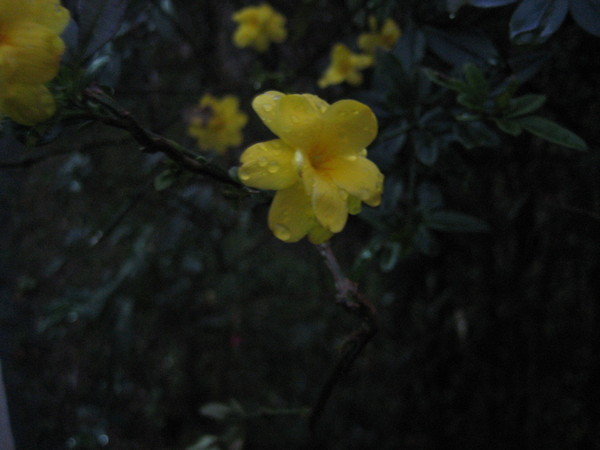 夜色低垂中微微發光的花朵