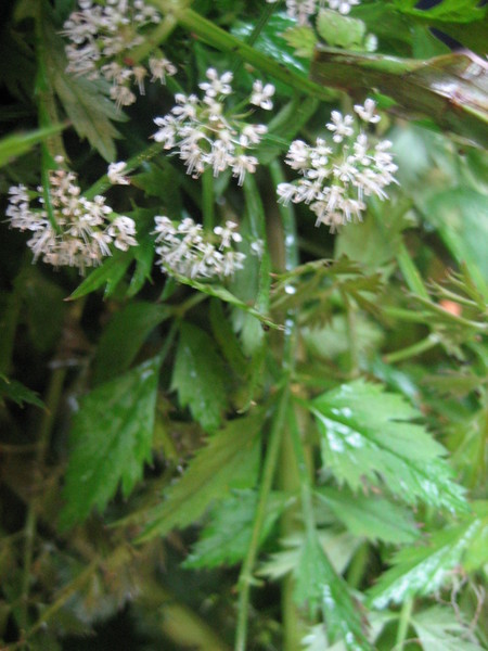 山芫荽的花朵