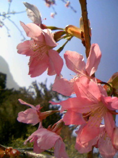 美櫻花