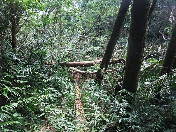 源茂山、源茂山西峰 (21).JPG