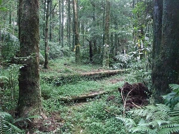 源茂山、源茂山西峰 (42).JPG