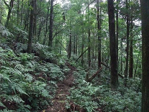 源茂山、源茂山西峰 (45).JPG