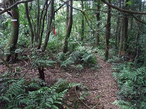 源茂山、源茂山西峰 (47).JPG