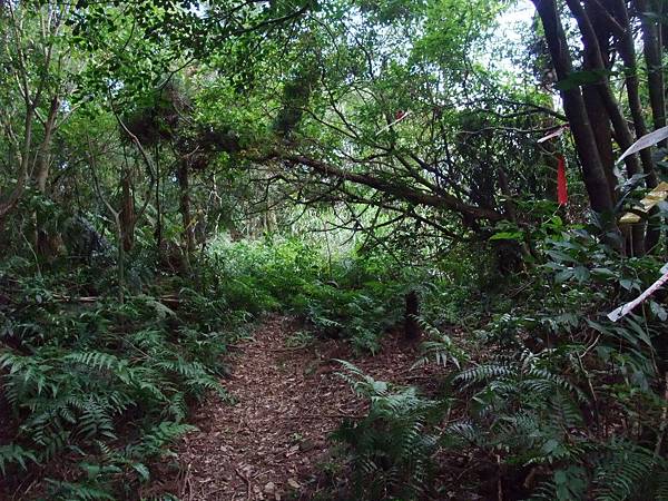 源茂山、源茂山西峰 (49).JPG