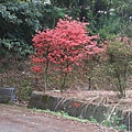 源茂山、源茂山西峰 (51).JPG