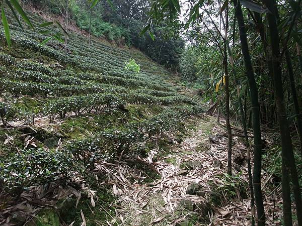 源茂山、源茂山西峰 (59).JPG