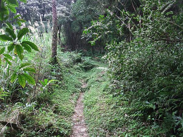 源茂山、源茂山西峰 (66).JPG