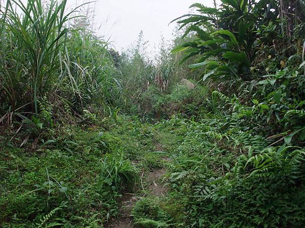 源茂山、源茂山西峰 (67).JPG