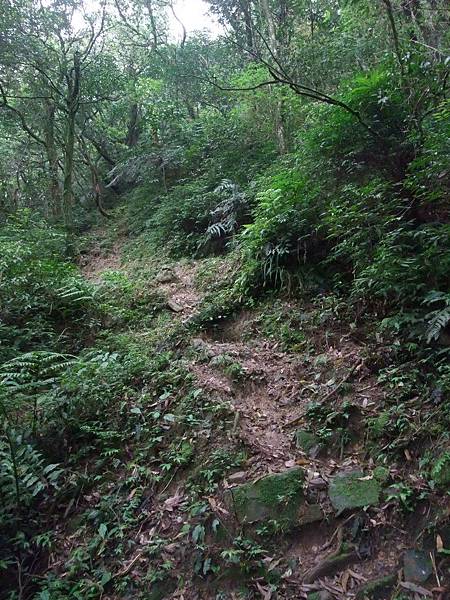 源茂山、源茂山西峰 (75).JPG