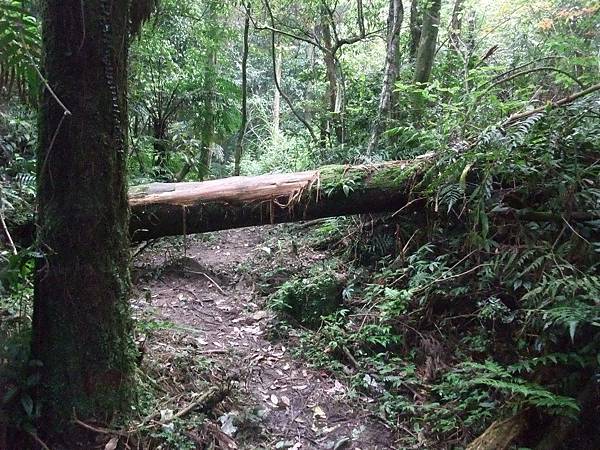 源茂山、源茂山西峰 (79).JPG