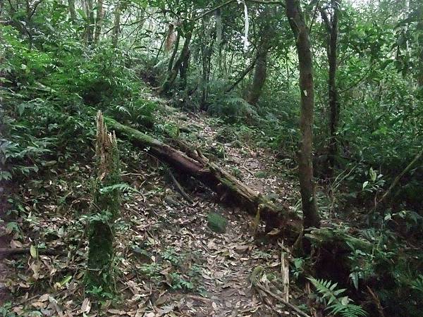 源茂山、源茂山西峰 (81).JPG