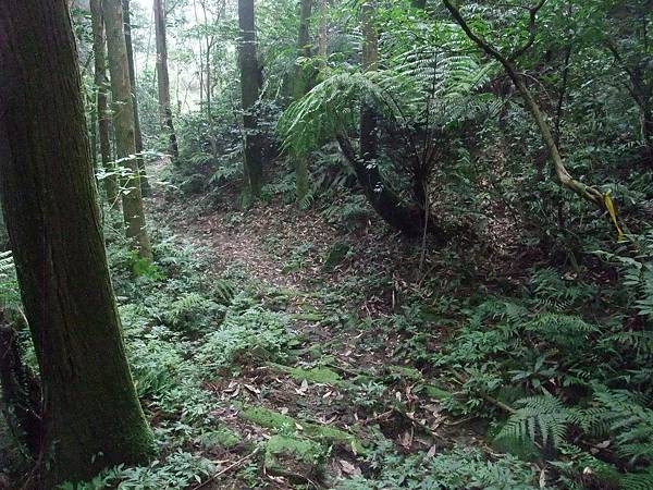 源茂山、源茂山西峰 (137).JPG