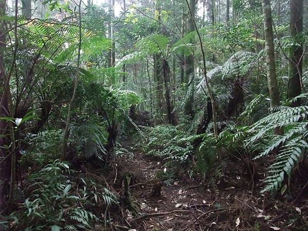 源茂山、源茂山西峰 (144).JPG