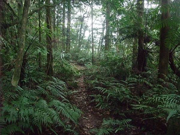 源茂山、源茂山西峰 (145).JPG