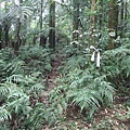 源茂山、源茂山西峰 (147).JPG