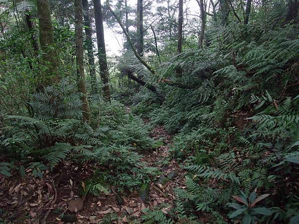 源茂山、源茂山西峰 (148).JPG