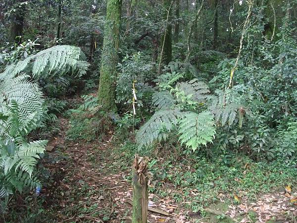 源茂山、源茂山西峰 (149).JPG