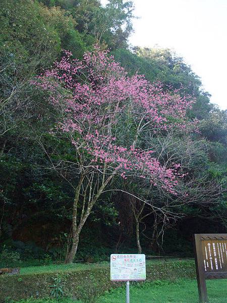 九寮溪自然步道 (97)