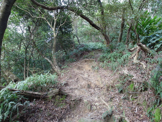 金面山、剪刀石山 (184).JPG