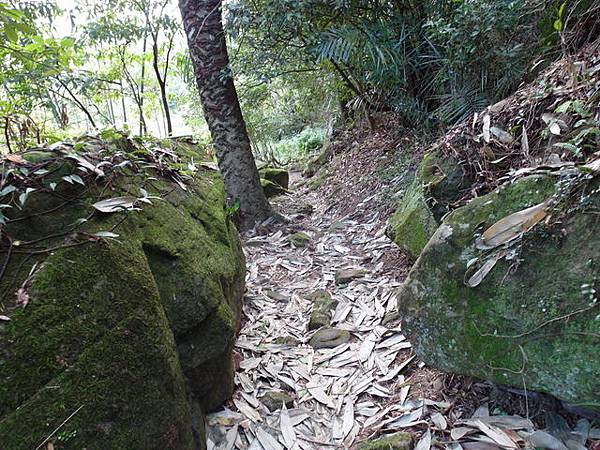 金面山、剪刀石山 (191).JPG