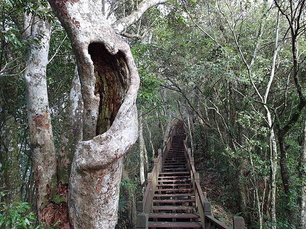 鯉魚山步道 (100).JPG