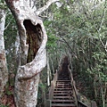 鯉魚山步道 (100).JPG