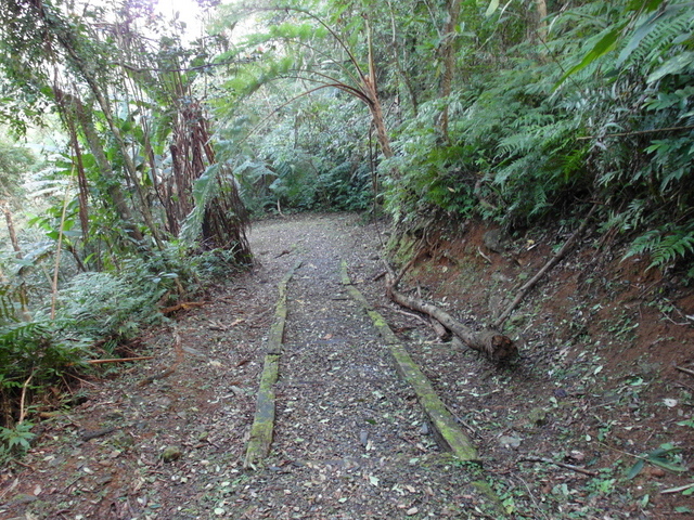 鯉魚山步道 (135).JPG