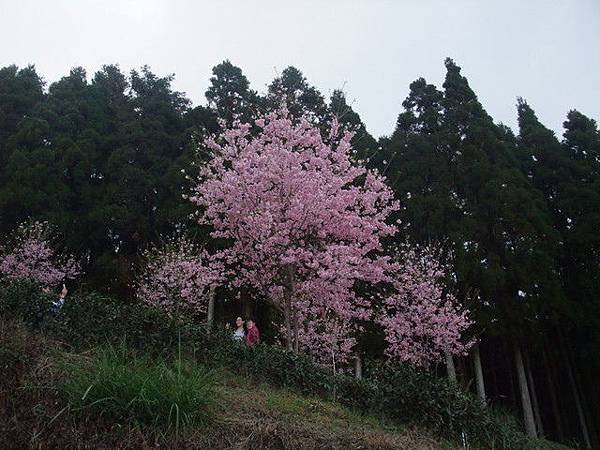 山上人家 (43).JPG