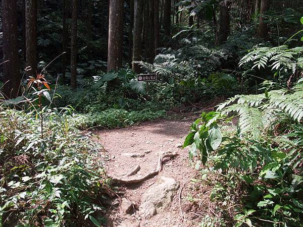 鵝公髻山 (63).JPG