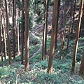 鵝公髻山 (91).JPG