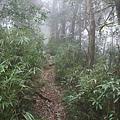 鵝公髻山 (103).JPG