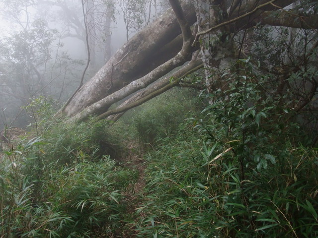 鵝公髻山 (104).JPG