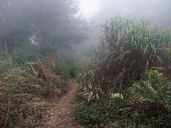 鵝公髻山 (117).JPG