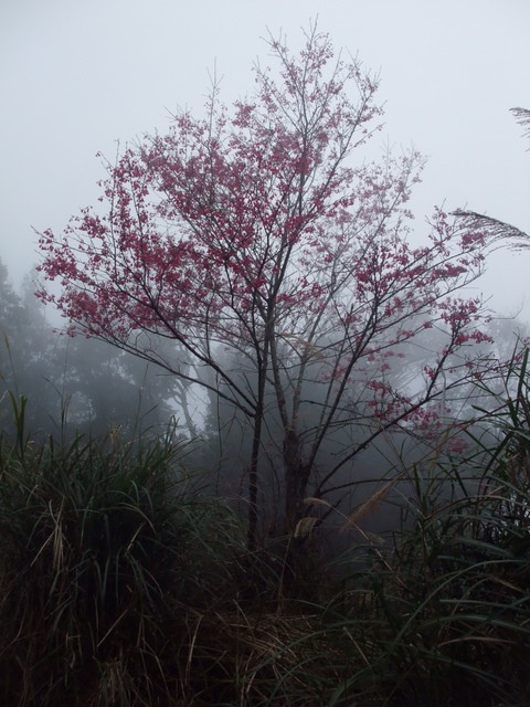 鵝公髻山 (126).JPG