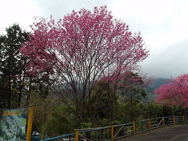 新竹縣 五峰鄉 五指山 (99).JPG