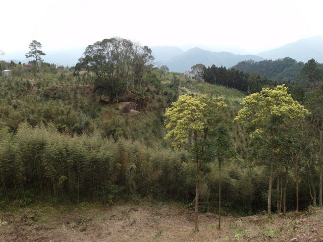 新竹縣 五峰鄉 五指山 (106).JPG