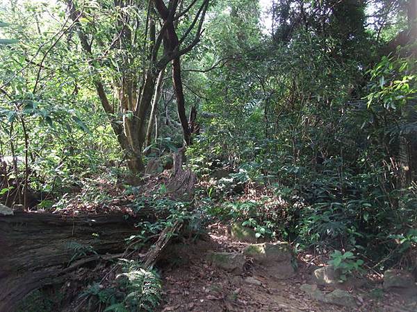 桃園縣 大溪鎮 總督府步道 (32).JPG