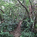 桃園縣 大溪鎮 總督府步道 (66).JPG