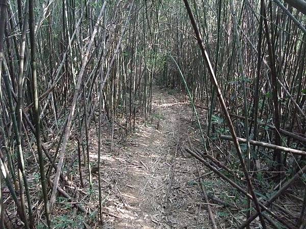 桃園縣 大溪鎮 總督府步道 (105).JPG